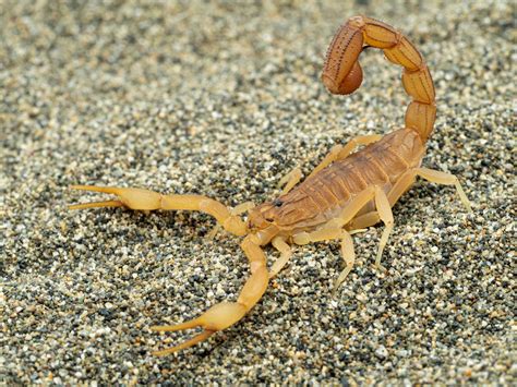 Scorpion .